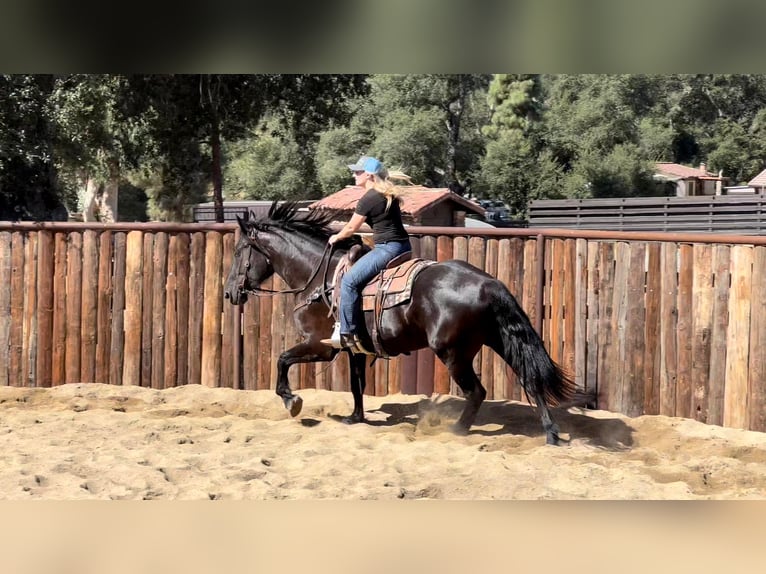 Friesian horses Mix Gelding 7 years 17 hh Black in Joshua, TX