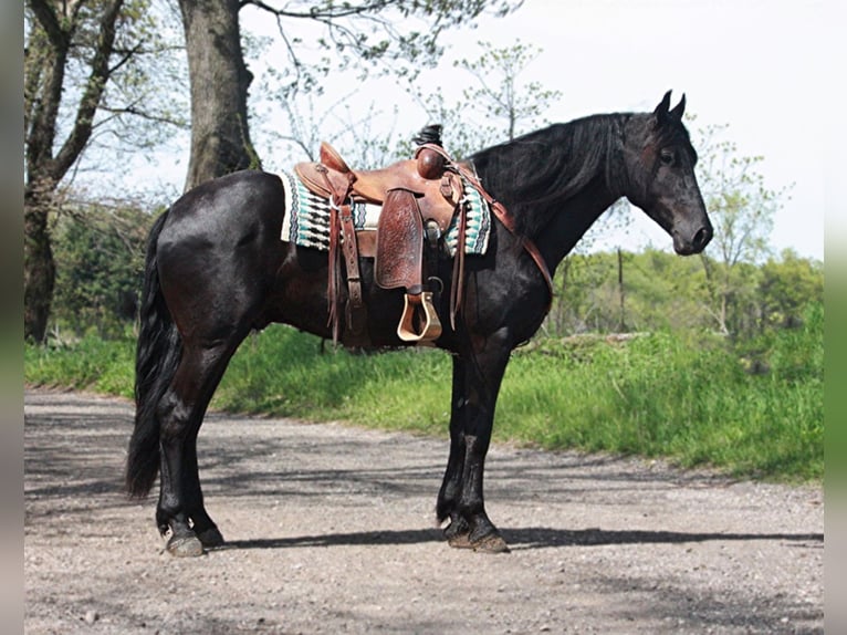 Friesian horses Gelding 7 years Black in Walkerton IN