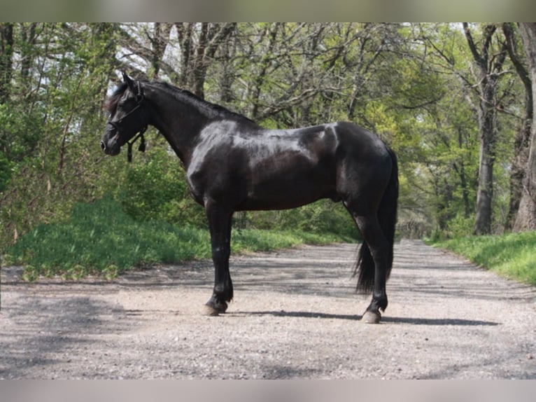 Friesian horses Gelding 7 years Black in Walkerton IN