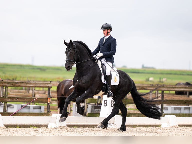 Friesian horses Gelding 7 years Black in Aalsmeer