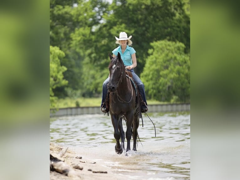 Friesian horses Mix Gelding 7 years Black in Huntsville, TX