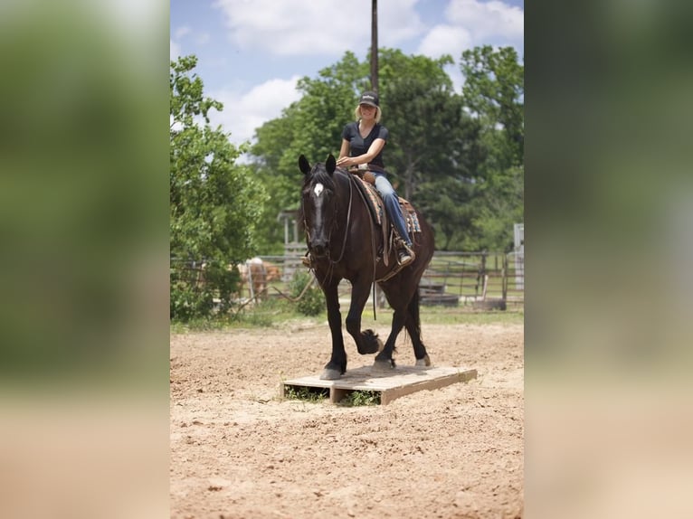 Friesian horses Mix Gelding 7 years Black in Huntsville, TX