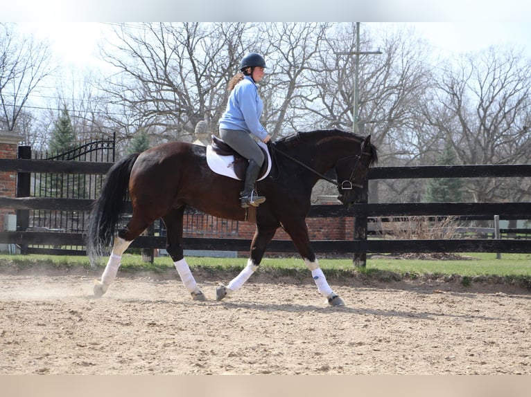 Friesian horses Gelding 7 years Black in Highland MI