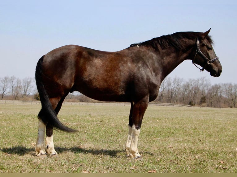 Friesian horses Gelding 7 years Black in Highland MI