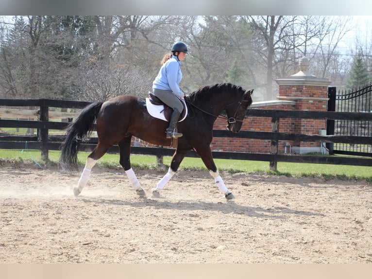 Friesian horses Gelding 7 years Black in Highland MI