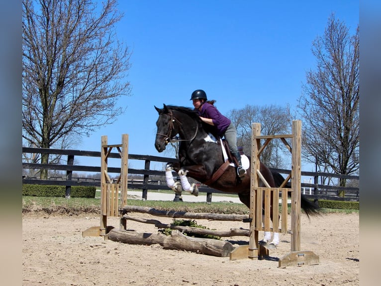 Friesian horses Gelding 7 years Black in Highland MI