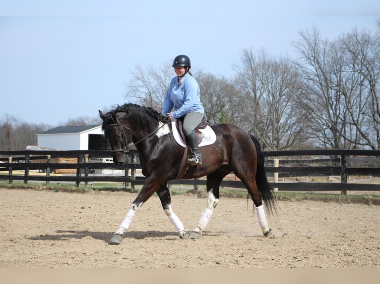 Friesian horses Gelding 7 years Black in Highland MI