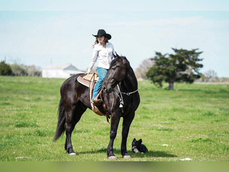Friesian horses Mix Gelding 7 years Black in Kaufman, TX