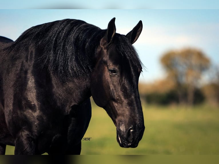 Friesian horses Mix Gelding 7 years Black in Kaufman, TX