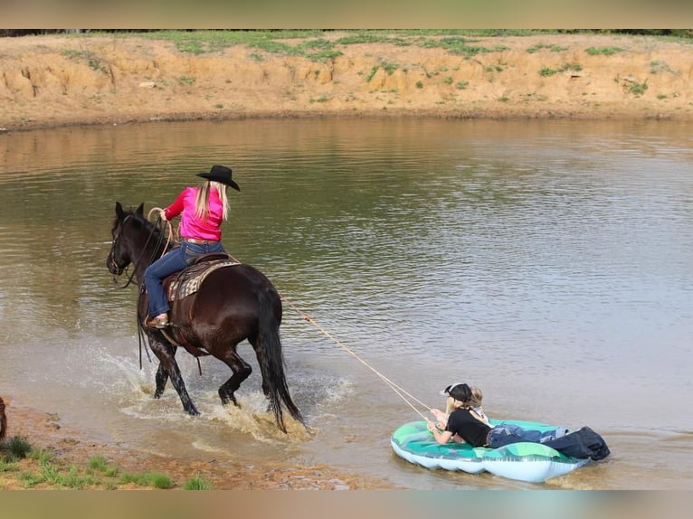Friesian horses Mix Gelding 7 years Black in Joshua, TX