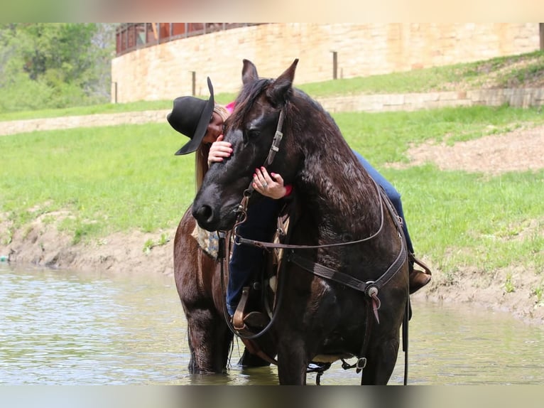 Friesian horses Mix Gelding 7 years Black in Joshua, TX