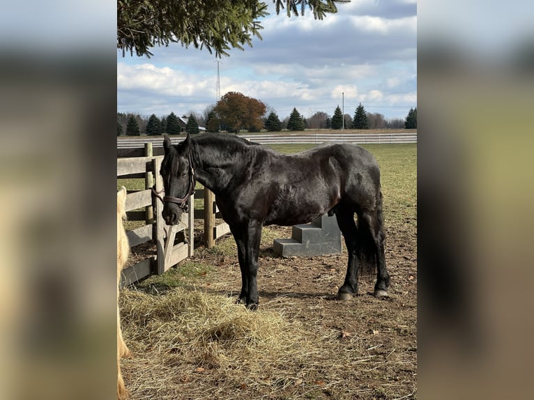 Friesian horses Mix Gelding 7 years Black in Akron