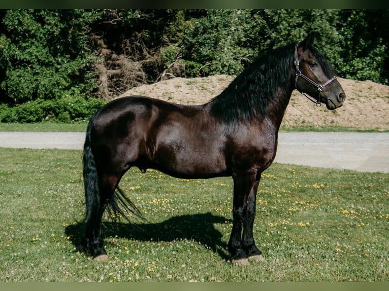 Friesian horses Mix Gelding 7 years Black in Akron