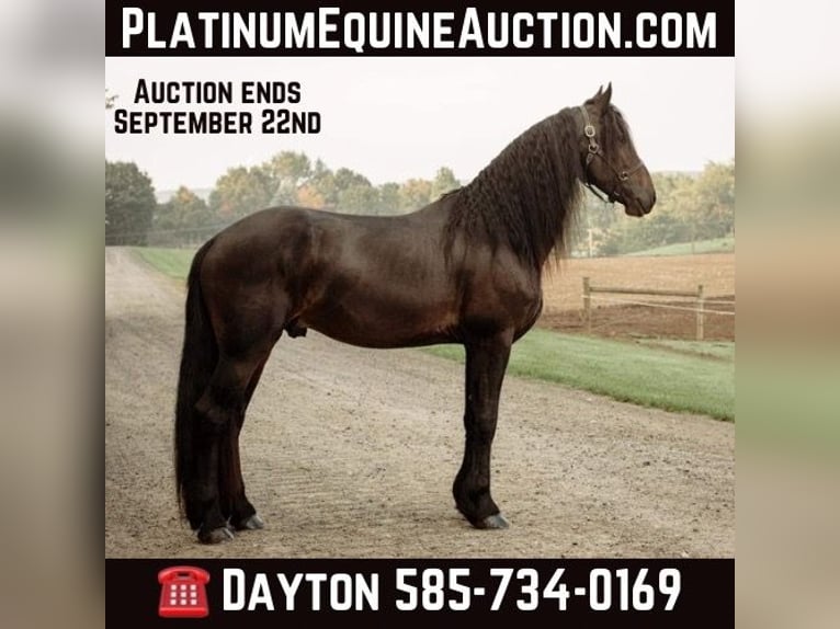 Friesian horses Gelding 7 years Black in Warsaw NY