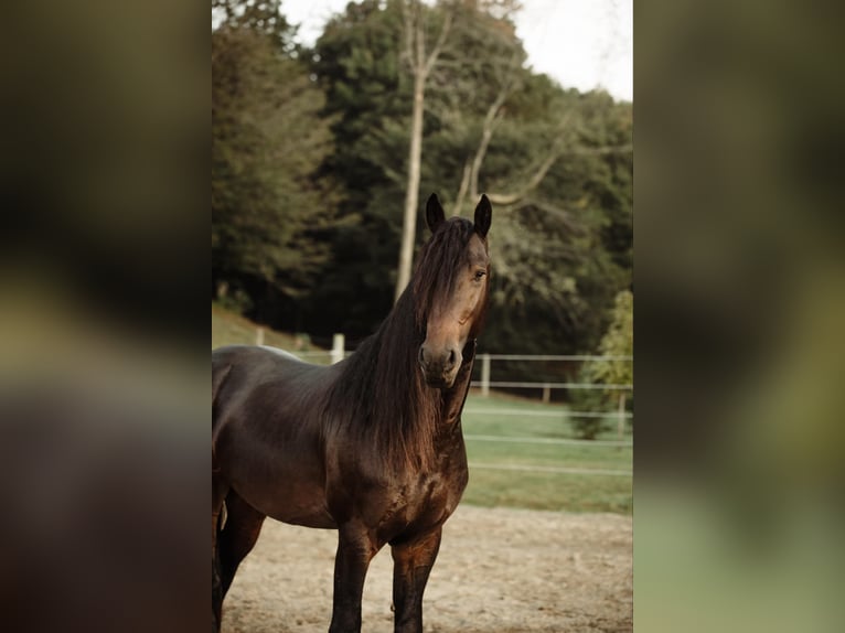 Friesian horses Gelding 7 years Black in Warsaw NY
