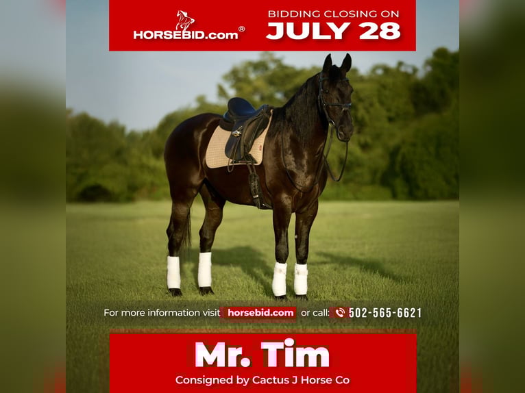 Friesian horses Gelding 7 years Black in Waco