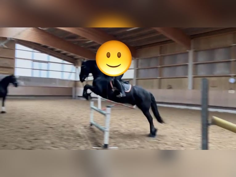 Friesian horses Gelding 7 years in Amsterdam