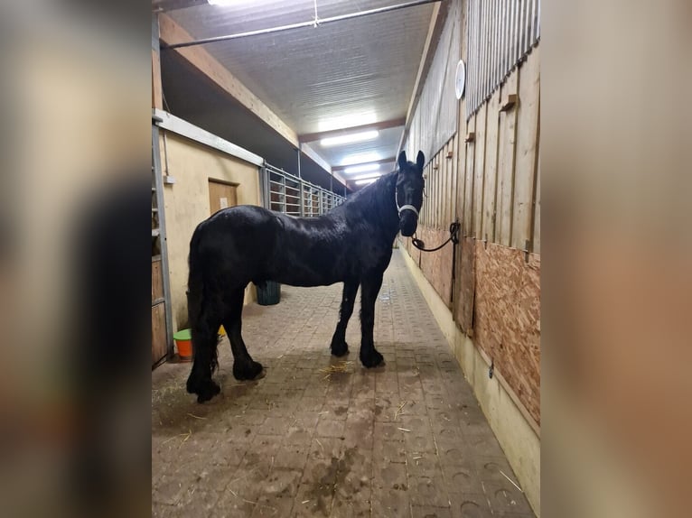 Friesian horses Gelding 7 years in Amsterdam