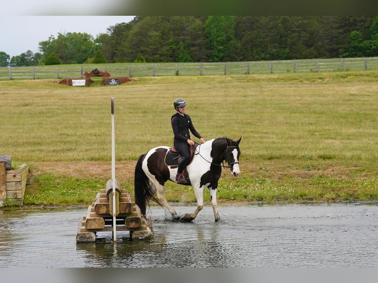 Friesian horses Mix Gelding 7 years Pinto in Clover