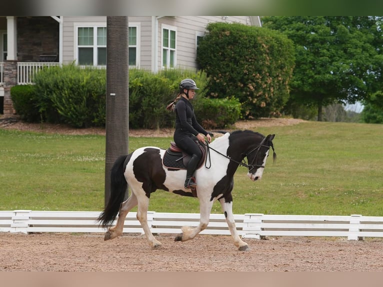 Friesian horses Mix Gelding 7 years Pinto in Clover
