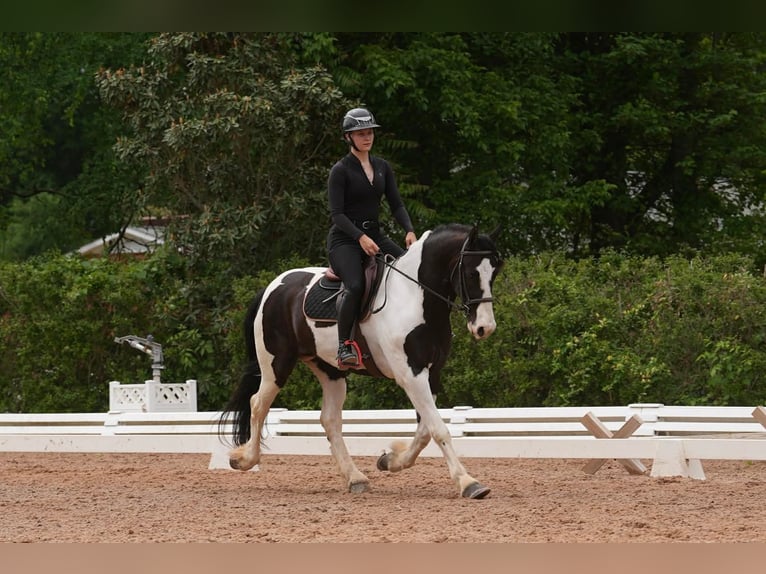 Friesian horses Mix Gelding 7 years Pinto in Clover