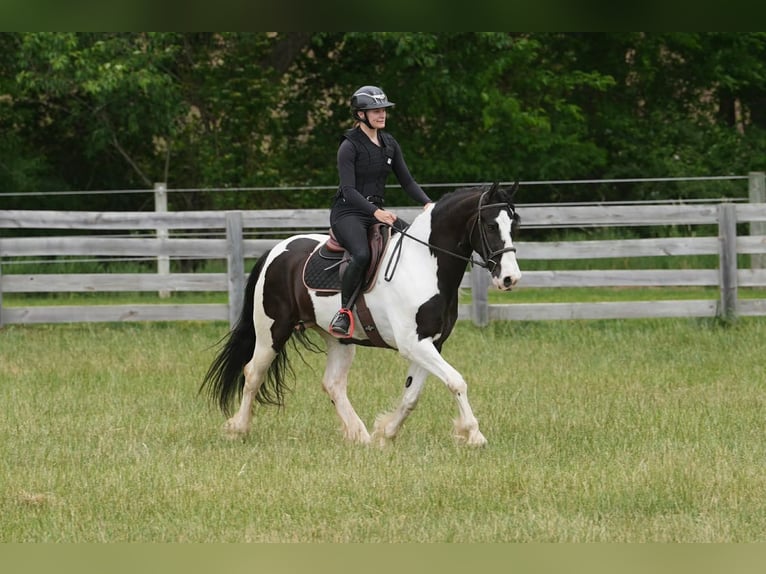 Friesian horses Mix Gelding 7 years Pinto in Clover
