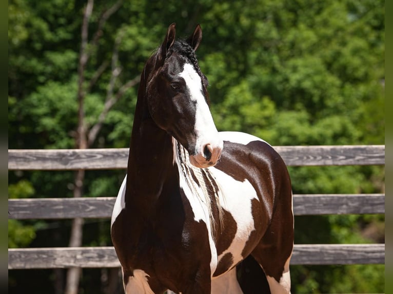 Friesian horses Mix Gelding 7 years Pinto in Clover