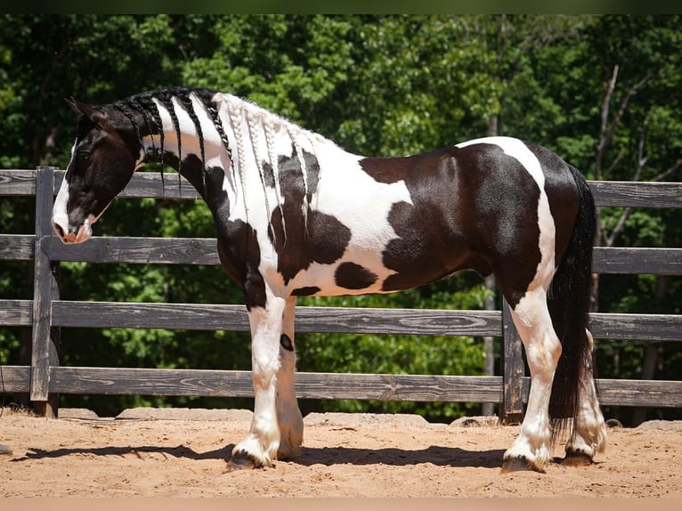 Friesian horses Mix Gelding 7 years Pinto in Clover
