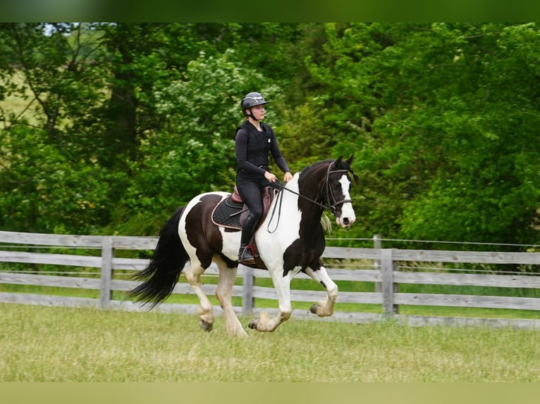 Friesian horses Mix Gelding 7 years Pinto in Clover