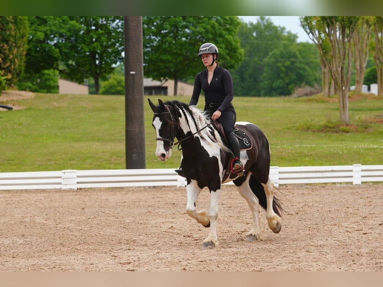 Friesian horses Mix Gelding 7 years Pinto in Clover