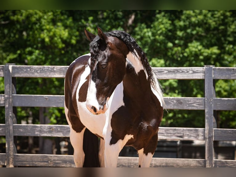 Friesian horses Mix Gelding 7 years Pinto in Clover