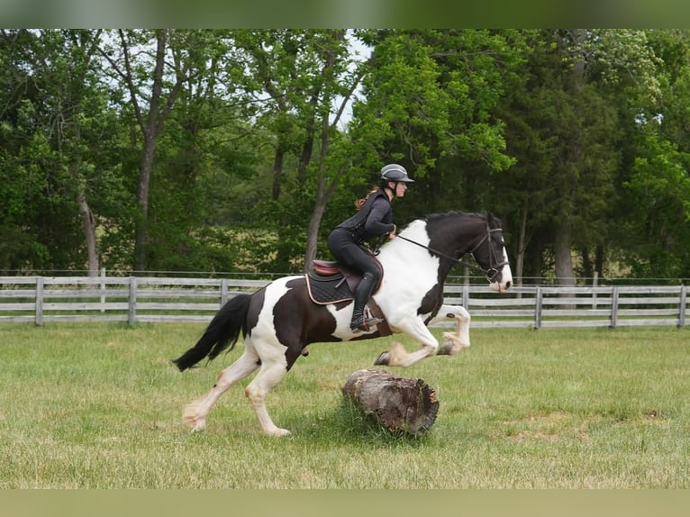 Friesian horses Mix Gelding 7 years Pinto in Clover