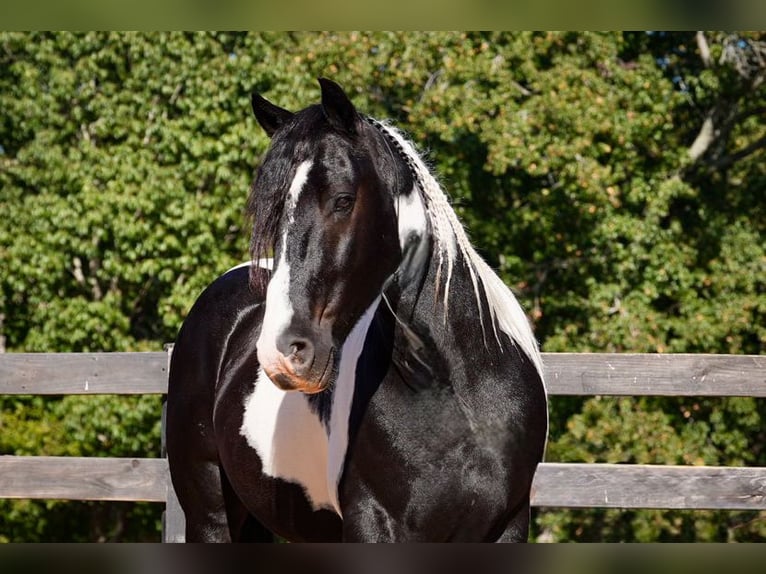 Friesian horses Mix Gelding 7 years Pinto in Clover