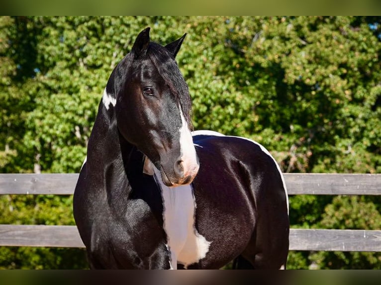Friesian horses Mix Gelding 7 years Pinto in Clover