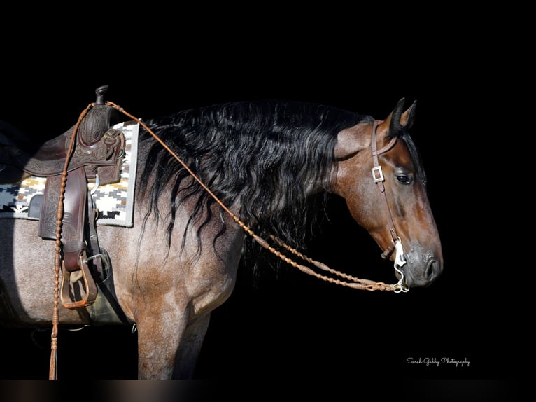 Friesian horses Mix Gelding 7 years Roan-Bay in Oelwein