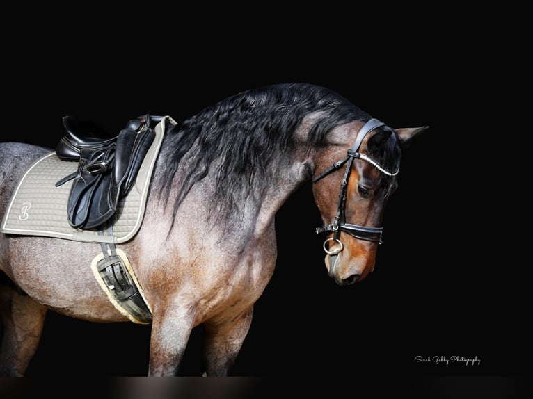 Friesian horses Mix Gelding 7 years Roan-Bay in Oelwein