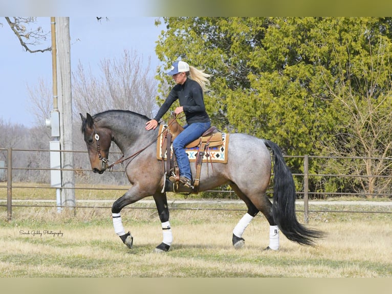 Friesian horses Mix Gelding 7 years Roan-Bay in Oelwein