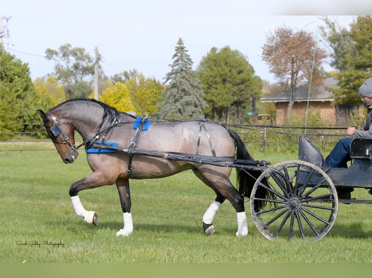 Friesian horses Mix Gelding 7 years Roan-Bay in Oelwein