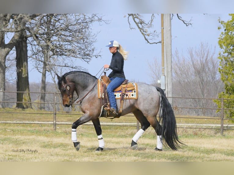 Friesian horses Mix Gelding 7 years Roan-Bay in Oelwein