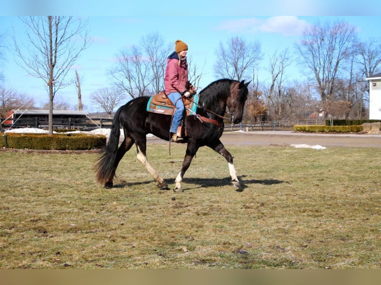 Friesian horses Gelding 7 years Tobiano-all-colors in Highland MI