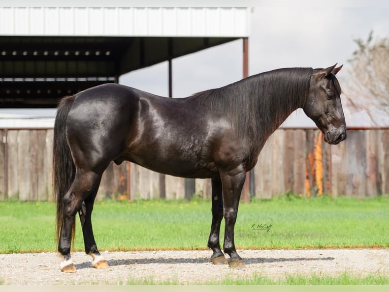 Friesian horses Mix Gelding 8 years 13,2 hh Black in Ravenna