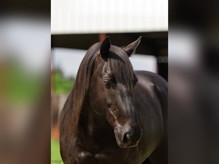 Friesian horses Mix Gelding 8 years 13,2 hh Black in Ravenna