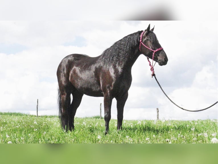 Friesian horses Mix Gelding 8 years 14,2 hh Black in Fresno, OH
