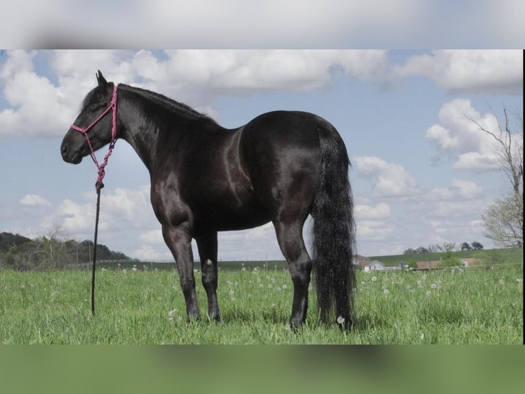 Friesian horses Mix Gelding 8 years 14,2 hh Black in Fresno, OH
