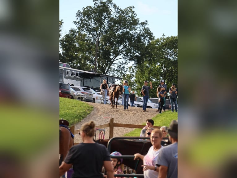 Friesian horses Gelding 8 years 14 hh Black in Howell MI