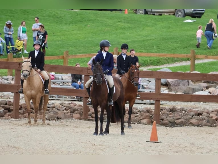 Friesian horses Gelding 8 years 14 hh Black in Howell MI