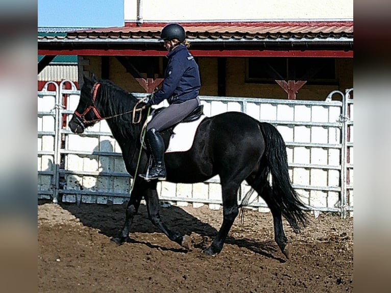 Friesian horses Mix Gelding 8 years 14,2 hh Black in Buttst&#xE4;dt