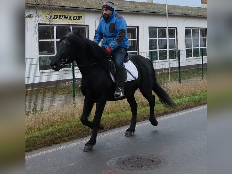 Friesian horses Mix Gelding 8 years 14,3 hh Black in Buttst&#xE4;dt