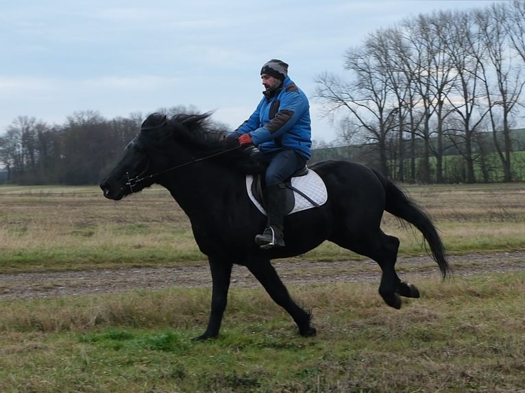 Friesian horses Mix Gelding 8 years 14,3 hh Black in Buttst&#xE4;dt