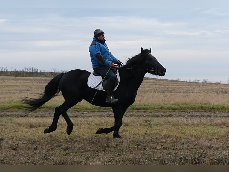 Friesian horses Mix Gelding 8 years 14,3 hh Black in Buttst&#xE4;dt